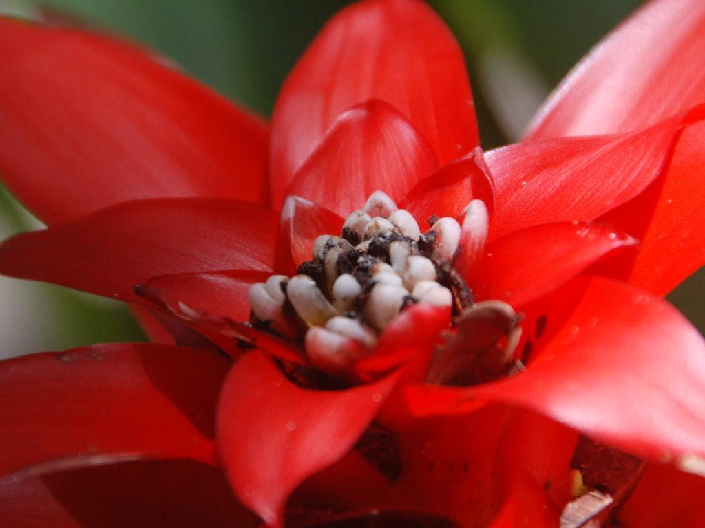 Mata N'Ativa Pousada ตรันโกโซ ห้อง รูปภาพ