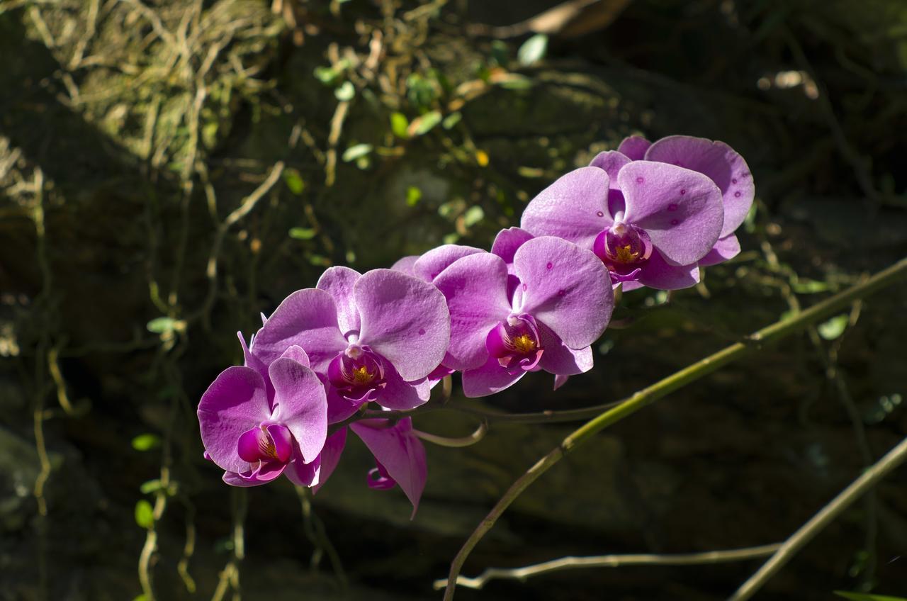 Mata N'Ativa Pousada ตรันโกโซ ภายนอก รูปภาพ